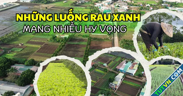 Buôn Ma Thuột Nhiều vườn rau tất bật vào vụ tết-1.webp