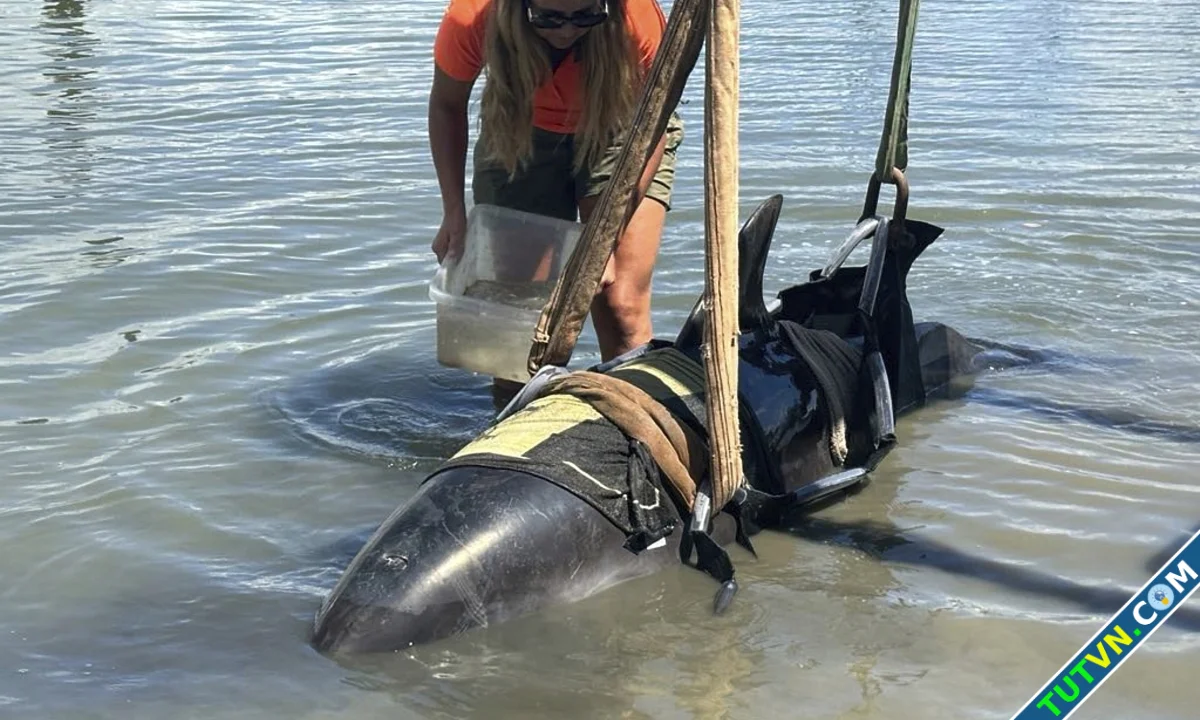 Cá heo hơn 400 kg lao lên thuyền-1.webp