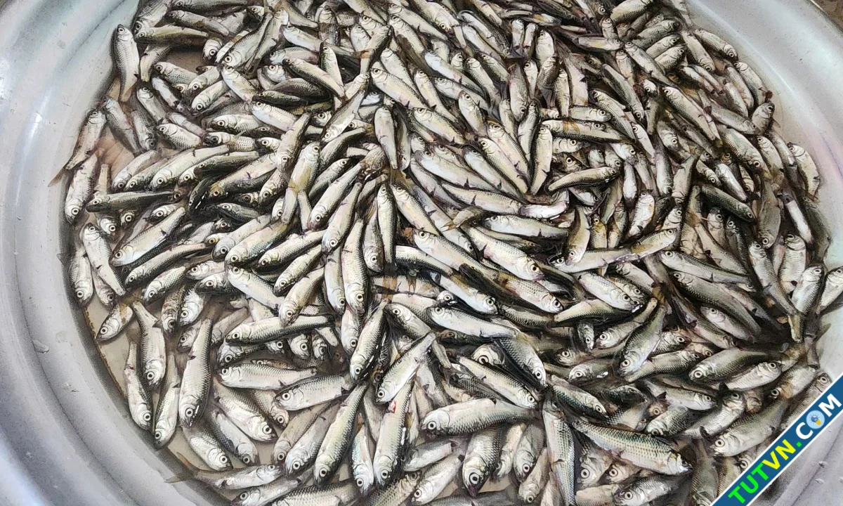 Cá linh đầu mùa 200000 đồng một kg-1.webp