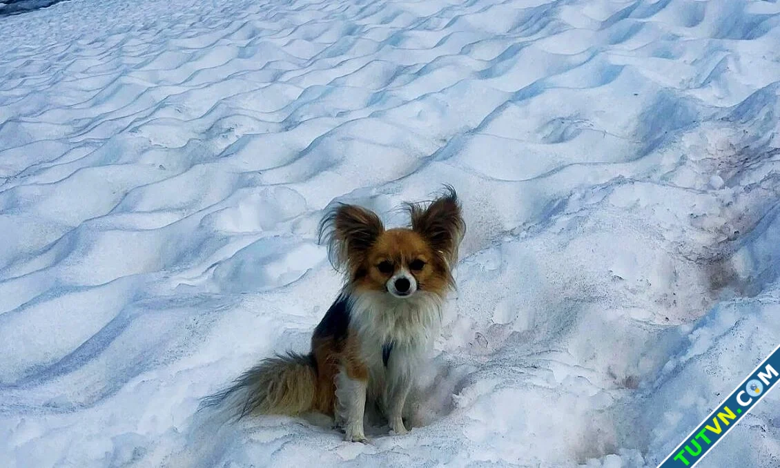 Chó Chihuahua giúp cứu chủ kẹt trong rãnh băng sâu 8 m-1.webp
