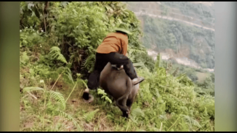 Cô gái ngã chỏng vó khi cưỡi trâu-1.gif