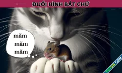 Câu thành ngữ tưởng dễ mà khó này, bạn biết không?