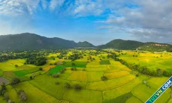 Mùa vàng ở An Giang