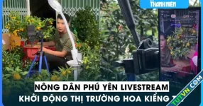 Nông dân Phú Yên livestream khởi động thị trường hoa kiểng tết