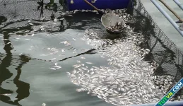 Gần 300 tấn cá lồng bè chết