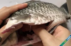 Có nên nuốt mật cá sống để tẩm bổ?