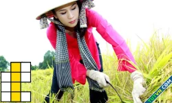 Tỉnh nào của Việt Nam có biệt danh 'Quê lúa'