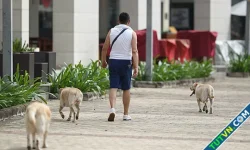 Bệnh 'ngáo quyền lực' của nhiều người nuôi chó