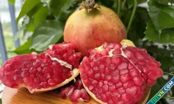 Ăn uống thế nào tốt cho đại tràng