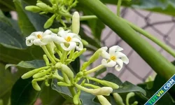 Uống nước lá, hoa đu đủ thay nước lọc có tốt không?