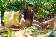 Cà phê, gỗ xuất khẩu vượt tỷ USD hai tháng đầu năm