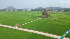 Cây gạo trăm năm nở rực bên bến đò xưa sông Trà Khúc