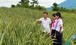 Hai nữ sinh lớp 9 làm tóc giả từ lá dứa