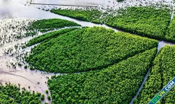 Khởi động dự án tín chỉ carbon xanh ở Cà Mau