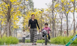 Hoa phong linh nở vàng khu phố Hà Nội