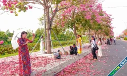 Đường kèn hồng 'đẹp nhất miền Tây' hút khách