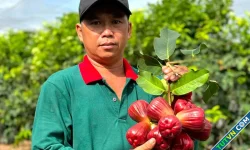 Kiếm tiền tỷ từ giống mận đắt nhất thị trường
