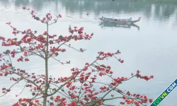 Mùa hoa gạo bên dòng sông Hương