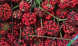 Hạt sâm Trung Quốc gắn mác 'Ngọc Linh' giá giảm một nửa