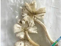 Ăn loại nấm lạ hình dáng giống chiếc ô, nhiều người ngộ độc