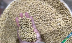 Ăn đậu nành có gây ung thư vú?