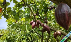 Cacao tăng giá gấp đôi, lên 260.000 đồng một kg