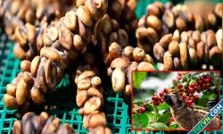 Cách tạo ra cà phê phân chồn hiếm và đắt nhất thế giới