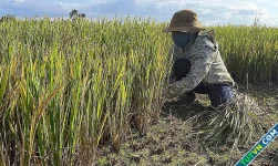 Lúa chết vì khô hạn, nông dân phải cắt cho bò ăn