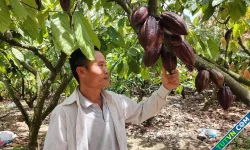Nông dân Đắk Lắk học làm than sinh học từ vỏ cacao