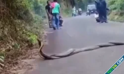 Cặp hổ mang chúa 'hẹn hò' giữa đường ở Indonesia