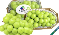 Nửa triệu đồng chùm nho mẫu đơn nhân sâm Hàn Quốc