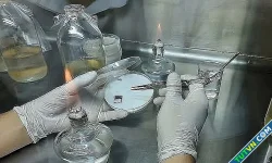 Nhà khoa học Việt tạo da sinh học từ vi khuẩn và sợi nấm