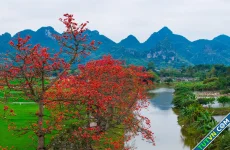 Làng quê Hà Nội mùa hoa gạo như tranh vẽ