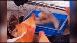 Đàn gà cổ vũ hai cún con đánh nhau