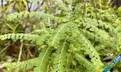 Uống nước cây chó đẻ có trị được viêm gan B?