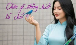 Chim gì không bao giờ biết từ chối-1.webp