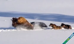 Đàn sói xám hợp sức vật ngã bò rừng bison