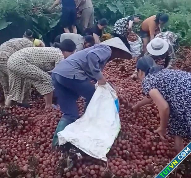 Đường lui cho những người hôi của 4 tấn vải thiều-1.webp