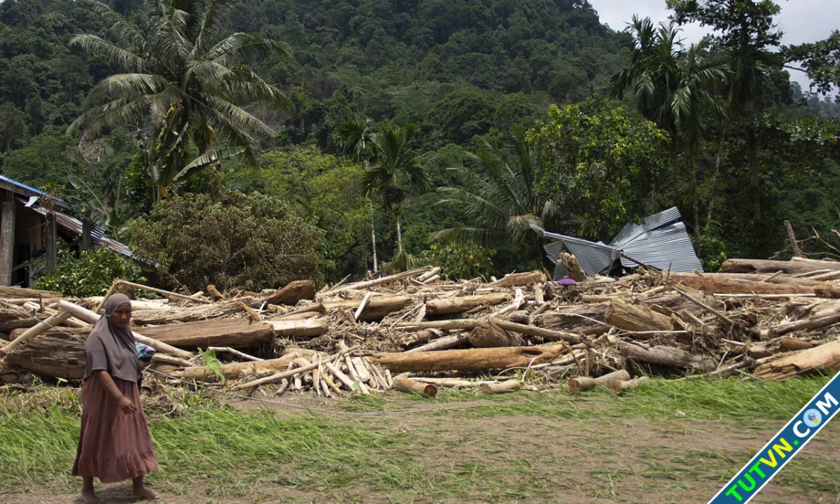 Indonesia sắp đưa tín chỉ carbon rừng lên sàn giao dịch-1.webp