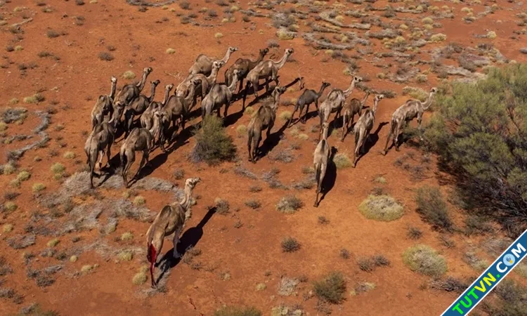 Lạc đà hoang hoành hành tại Australia-1.webp