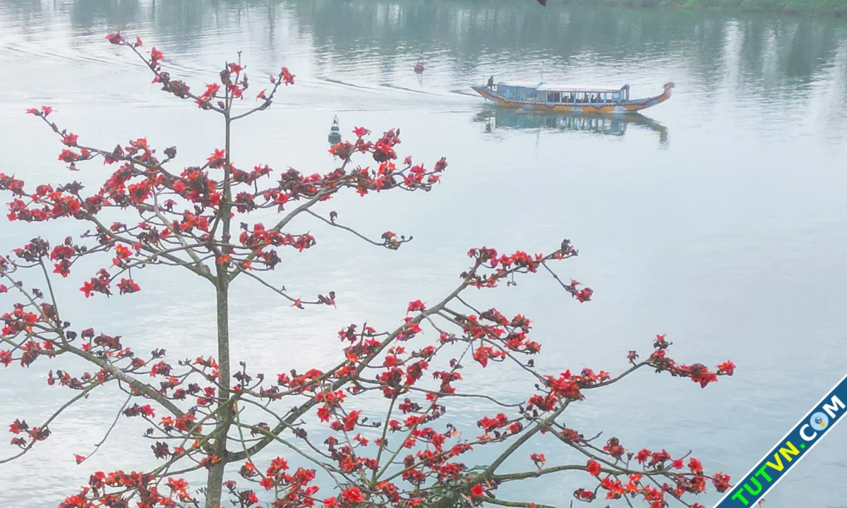 Mùa hoa gạo bên dòng sông Hương-1.webp