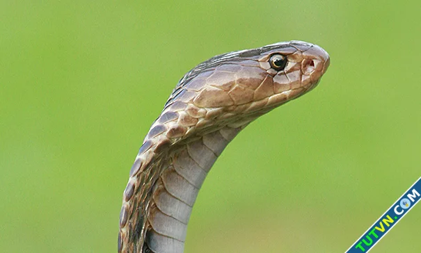 Nghĩa khác của snake trong tiếng Anh-1.webp