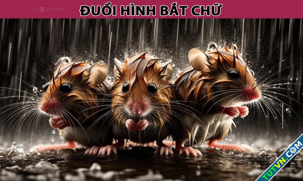 Những con chuột gắn với thành ngữ nào-1.webp