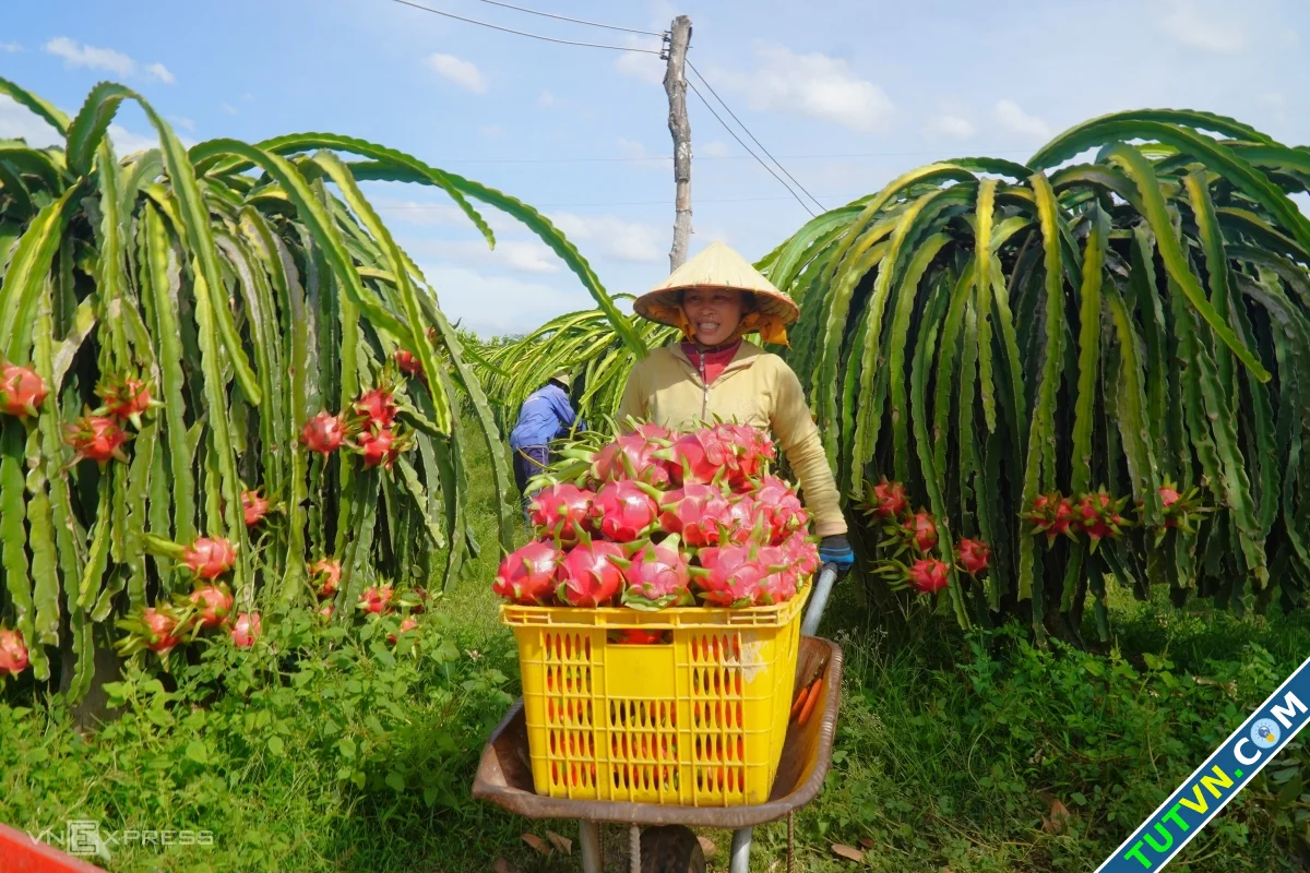 Thanh long vượt sầu riêng dẫn đầu kim ngạch xuất khẩu-1.webp