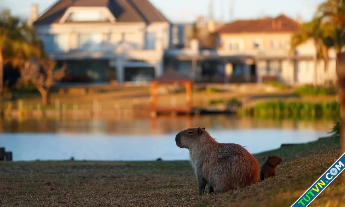 Thành phố Argentina gây tranh cãi vì kế hoạch triệt sản capybara-1.webp