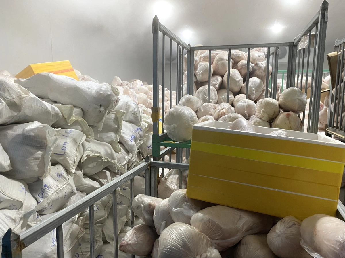Tiêu hủy hơn 100 tấn heo sữa bốc mùi-1.webp